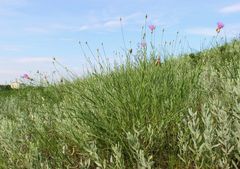 Psephellus trinervius