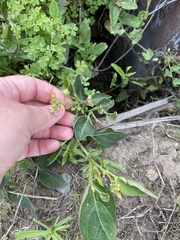 Mirabilis nyctaginea