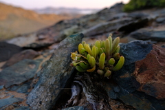 Crassothonna clavifolia
