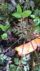 Geranium robertianum