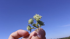 Teucrium rouyanum