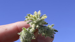 Teucrium rouyanum