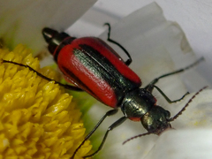 Malachius rubidus
