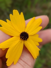 Coreopsis falcata