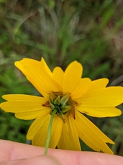 Coreopsis falcata
