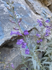 Penstemon sepalulus