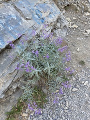 Penstemon sepalulus