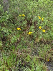 Coreopsis falcata