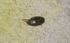 Coptotomus