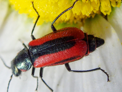 Malachius rubidus
