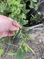 Mirabilis nyctaginea