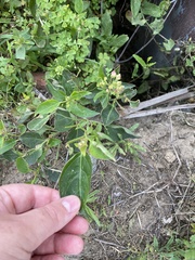 Mirabilis nyctaginea