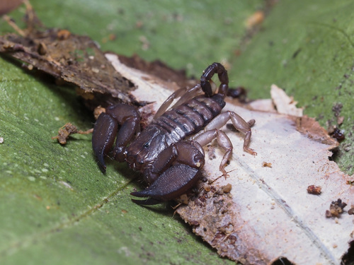 Photo of Dwarf Wood Scorpion (Liocheles australasiae)