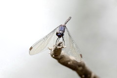 Trithemis aconita