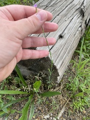 Petrorhagia prolifera