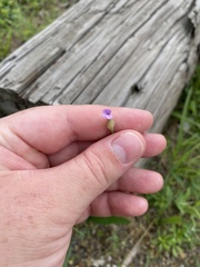 Petrorhagia prolifera