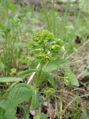Euphorbia jenisseiensis