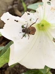 Strigoderma arbicola