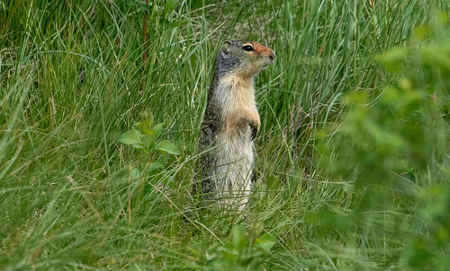 iNaturalist observation 2021-06-12
