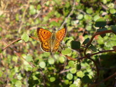 Lycaena salustius