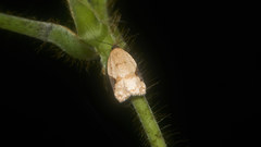 Acleris takeuchii