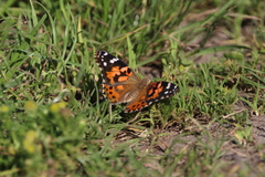 Vanessa cardui