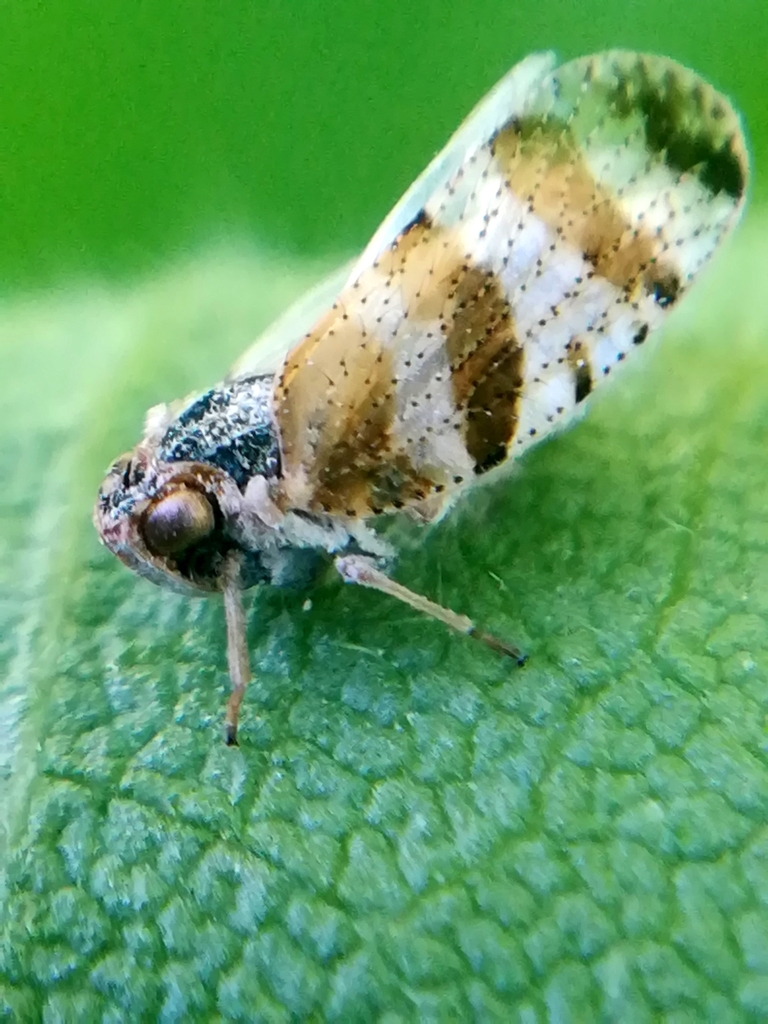Tachycixius