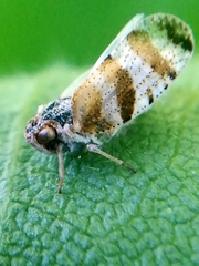 Tachycixius venustulus