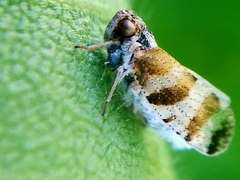 Tachycixius venustulus