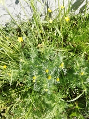 Matricaria discoidea