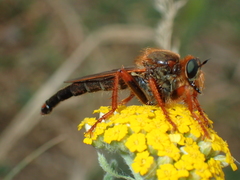 Stenopogon nigriventris