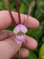 Cleistesiopsis