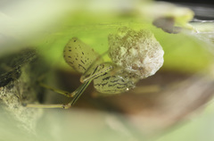 Scytodes pallida