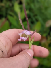 Cleistesiopsis