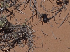 Eleodes suturalis