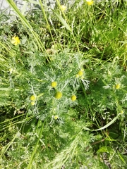 Matricaria discoidea