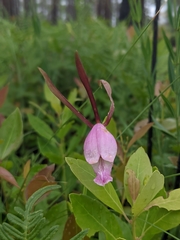 Cleistesiopsis