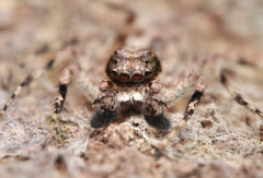 Phaeacius malayensis