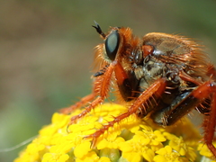 Stenopogon nigriventris