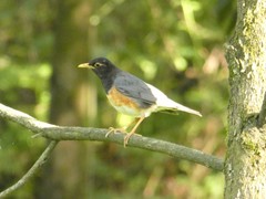 Turdus dissimilis