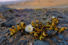 Mesembryanthemum hypertrophicum