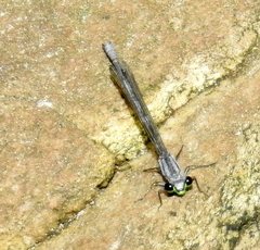 Pseudagrion furcigerum