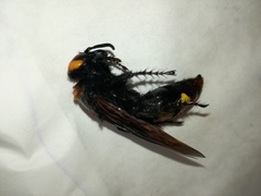 Megascolia maculata maculata