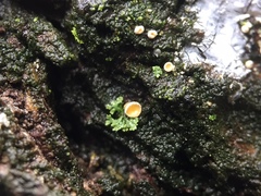 Lachnellula ellisiana