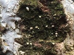 Lachnellula ellisiana