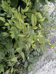 Ulmus pumila
