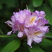 Rhododendron ponticum baeticum - Photo (c) M.Peinado, μερικά δικαιώματα διατηρούνται (CC BY-NC)