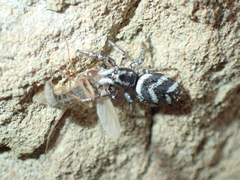 Salticus tricinctus