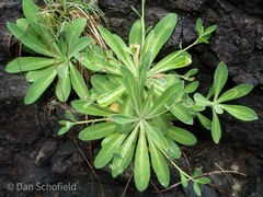 Crepidiastrum lanceolatum