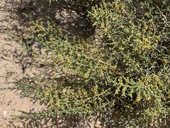 Hammada articulata